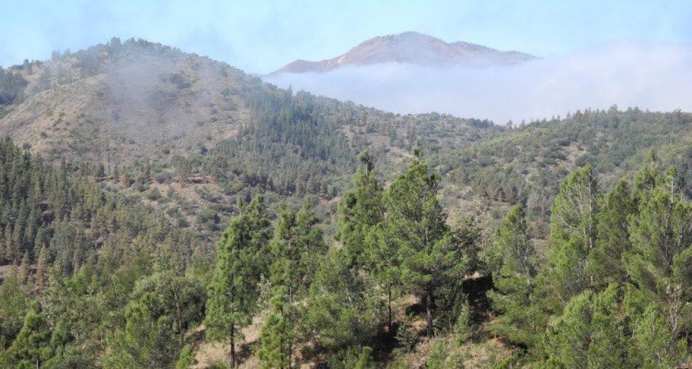 Forest on the mountain slopes of Santo Antão, Cabo Verde. 