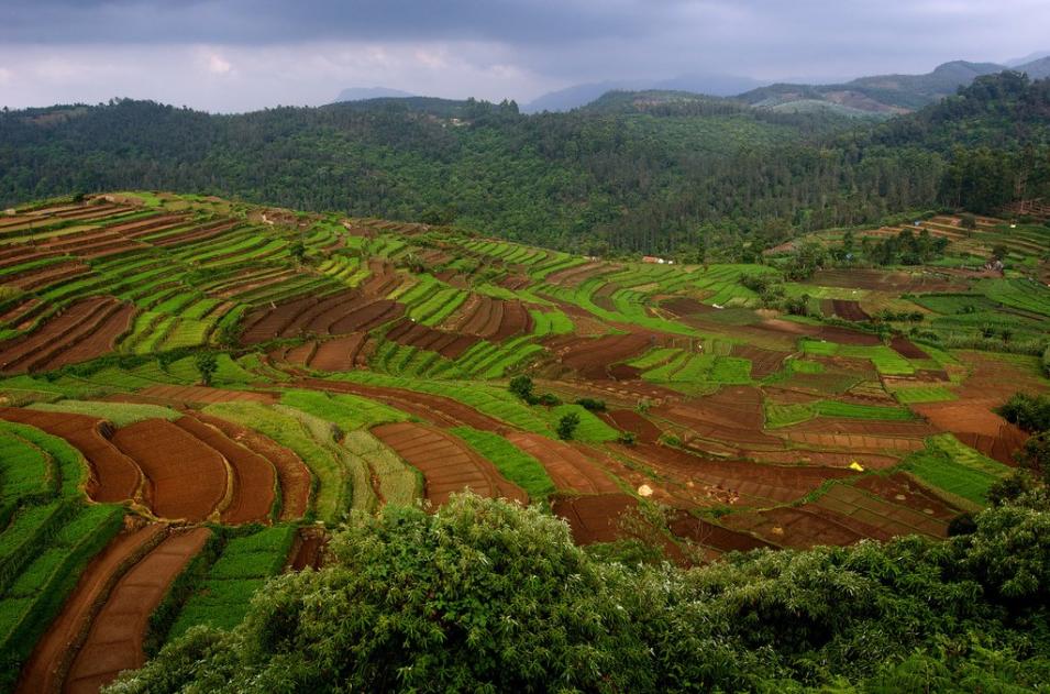 A Terrace Farm in Tamil Nadu, India.