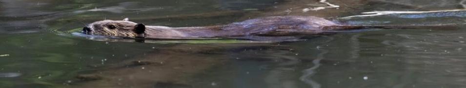 A beaver swims in freshwater.