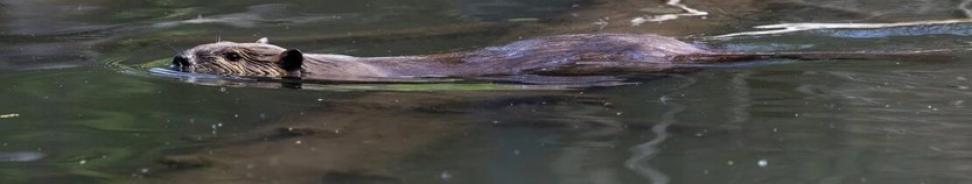 A beaver swims in freshwater.