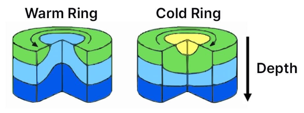 This figure shows a three-dimensional diagram of warm- and cold-core rings in relation to the Gulf Stream, with the warm-core rings north of the Gulf Stream and the cold core rings south of the Gulf Stream