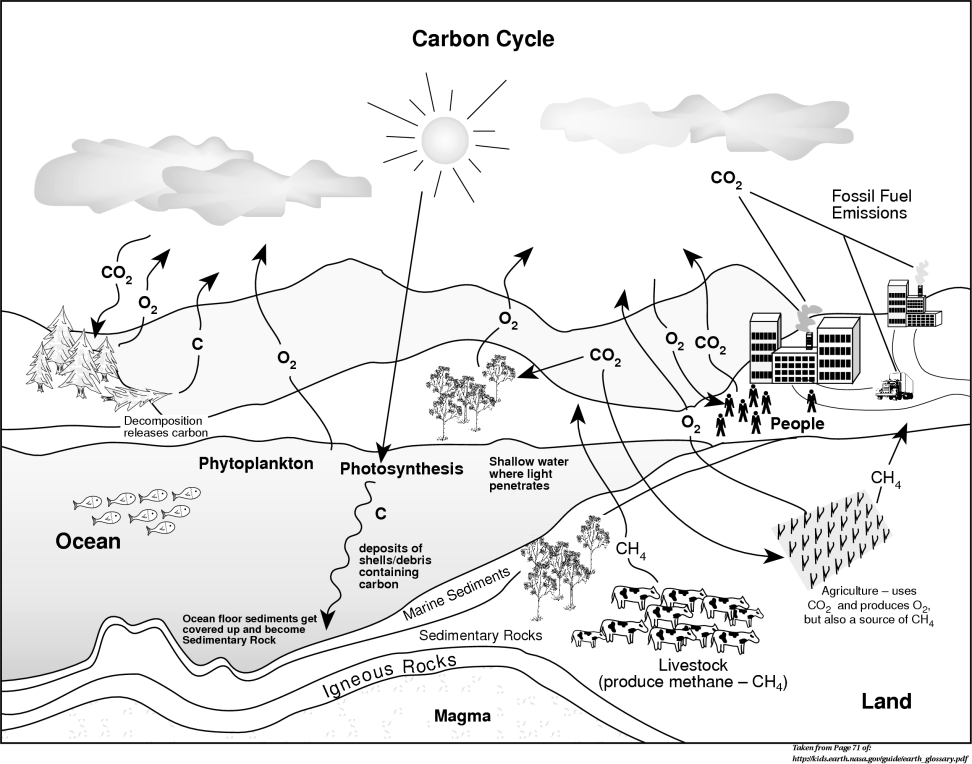 Illustration of the carbon cycle.