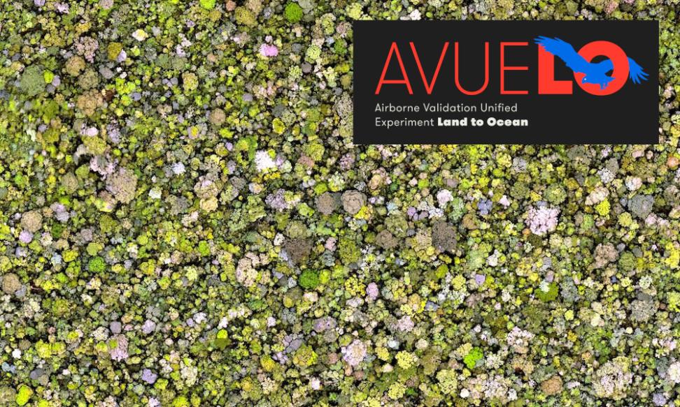 forest canopy with AVUELO project logo