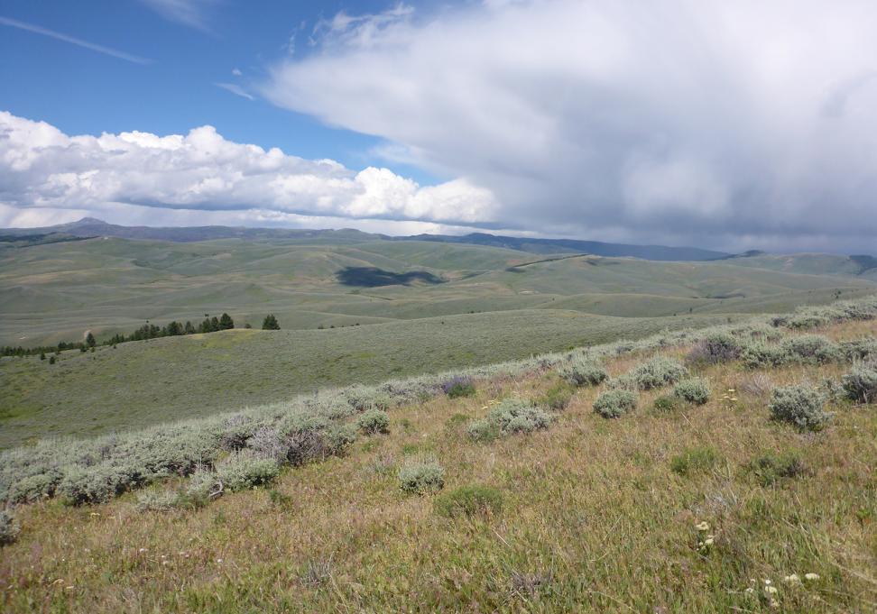This image shows rolling foothills covered with green shrubs and grass. In the middle-left of the image is a small stand of trees. Larger hills and mountains are in the distance. Across the top of the image are clouds with a rain storm visible in the upper-right of the image.