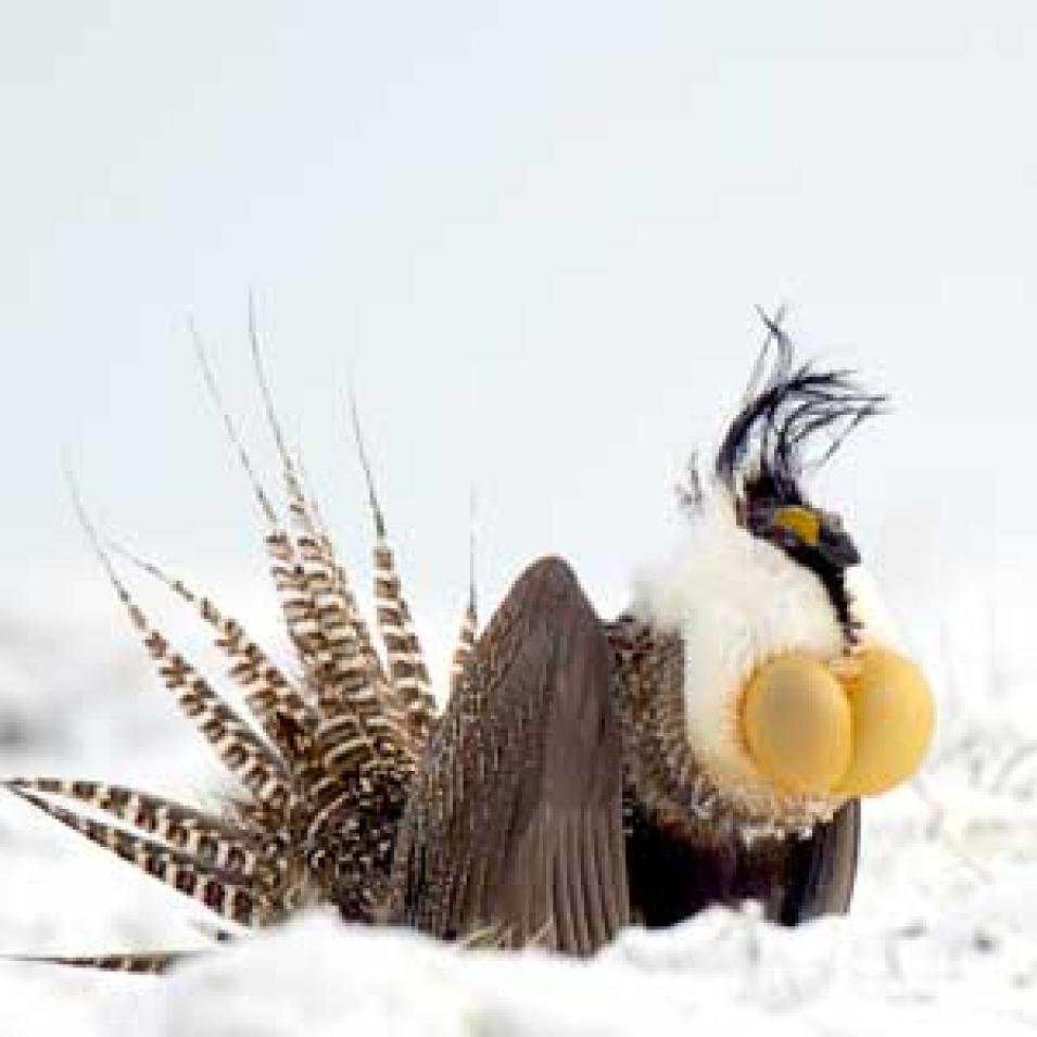 Photograph of a Gunnison sage-grouse