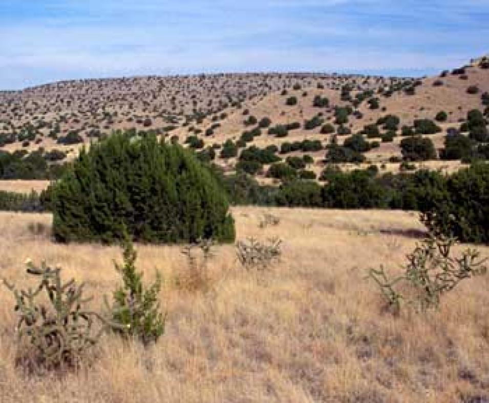 Photograph of a juniper-covered savanna in New Mexico