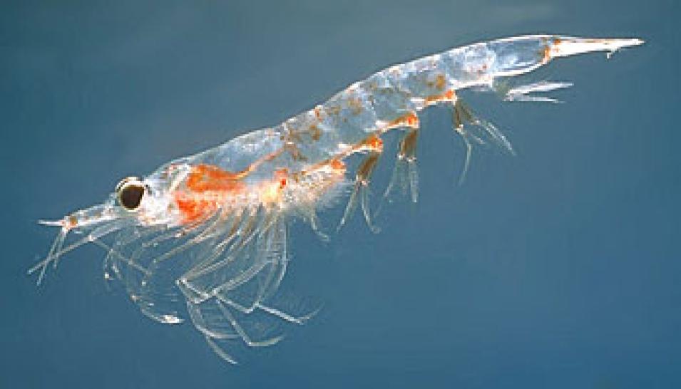 Photograph of a krill