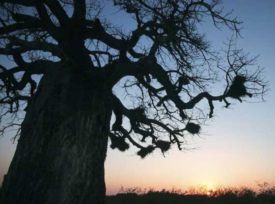 Photograph of a baobab tree
