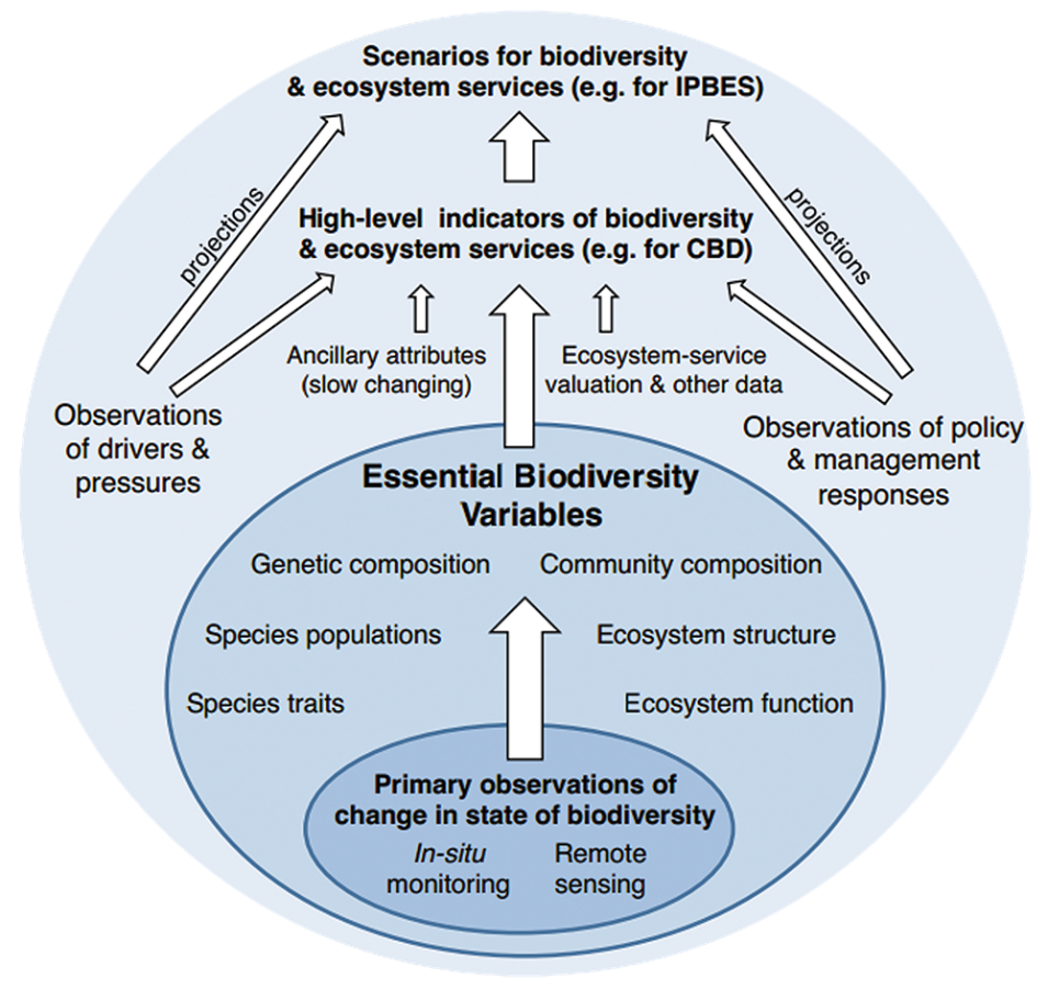 Essential Biodiversity Variables as defined by the Group on Earth Observations Biodiversity Observation Network; there are 6 EBV classes with 21 EBV candidates, focused on genetic composition, species populations, species traits, community composition, ecosystem function, and ecosystem structure.