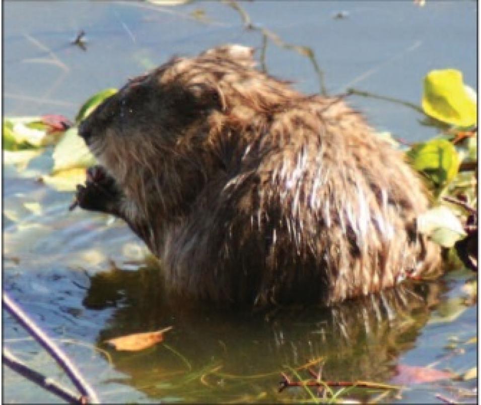 Alaska muskrat