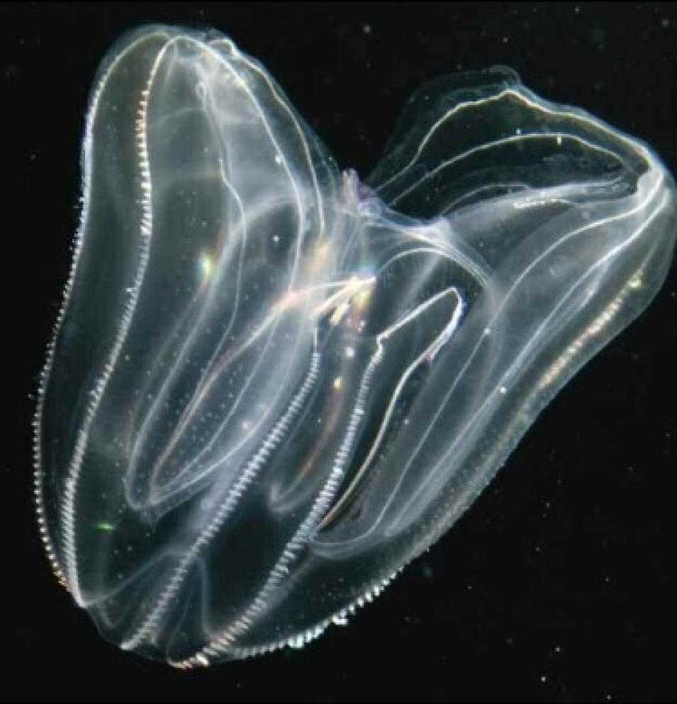 Mnemiopsis leidyi