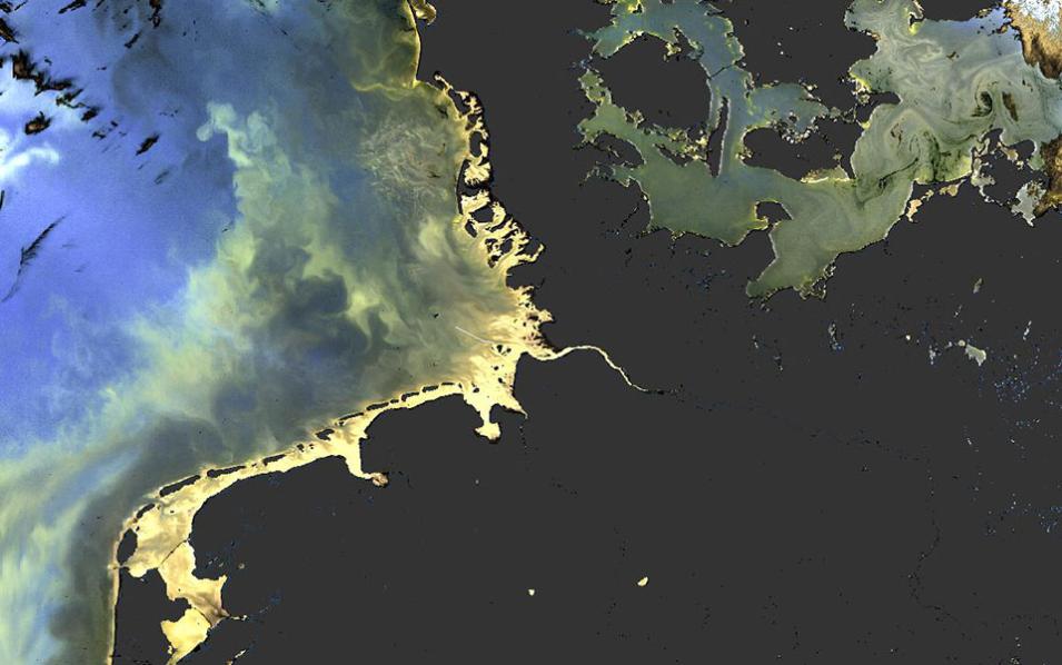 Algal bloom image