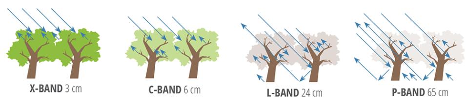 Sensitivity of SAR measurements to forest structure and penetration into the canopy at different wavelengths used for airborne or spaceborne remote sensing observations of the land surface.