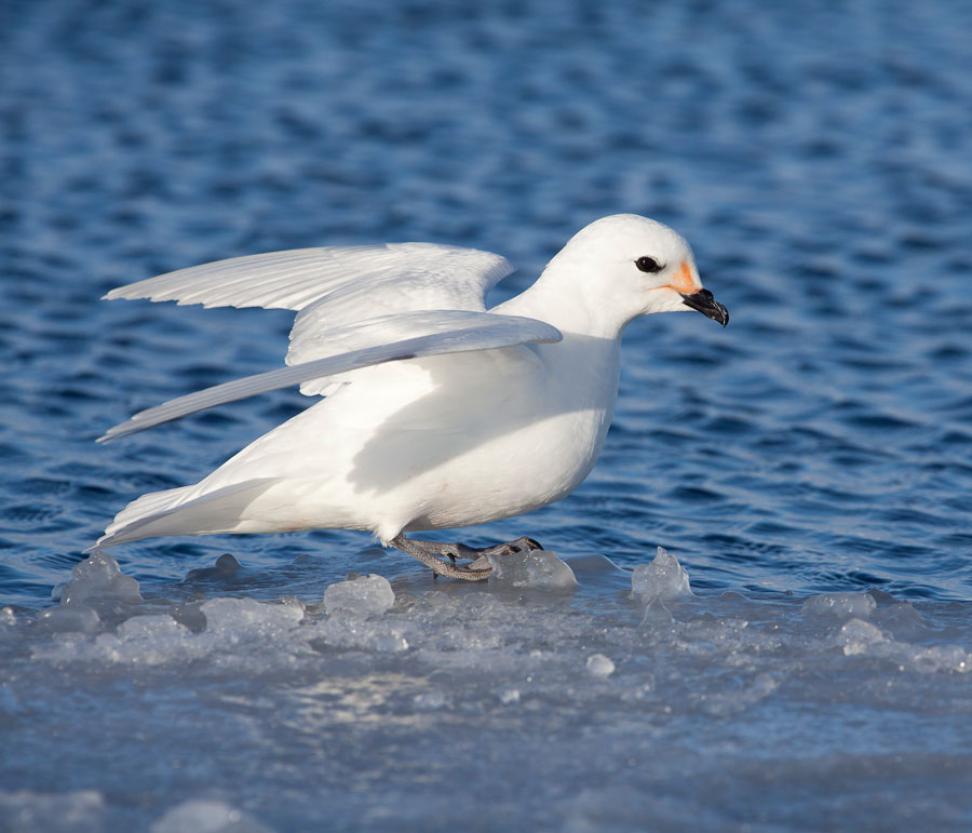 Photograph of a snow petrel near the edge of Antarctic sea ice