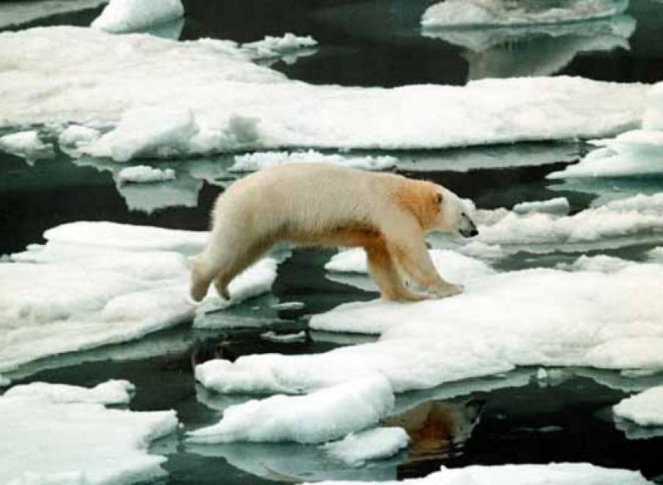 Arctic polar bear