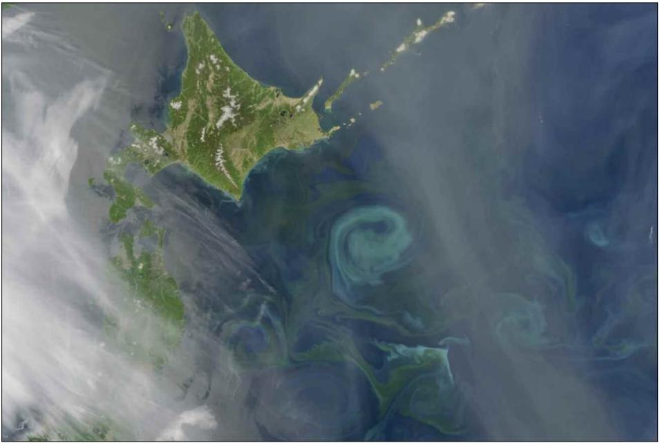 Kuroshio phytoplankton bloom