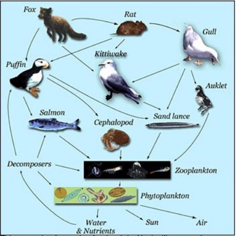 marine food web