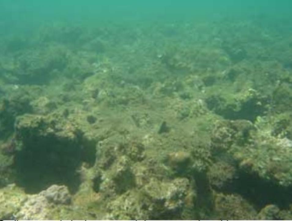 coral reef