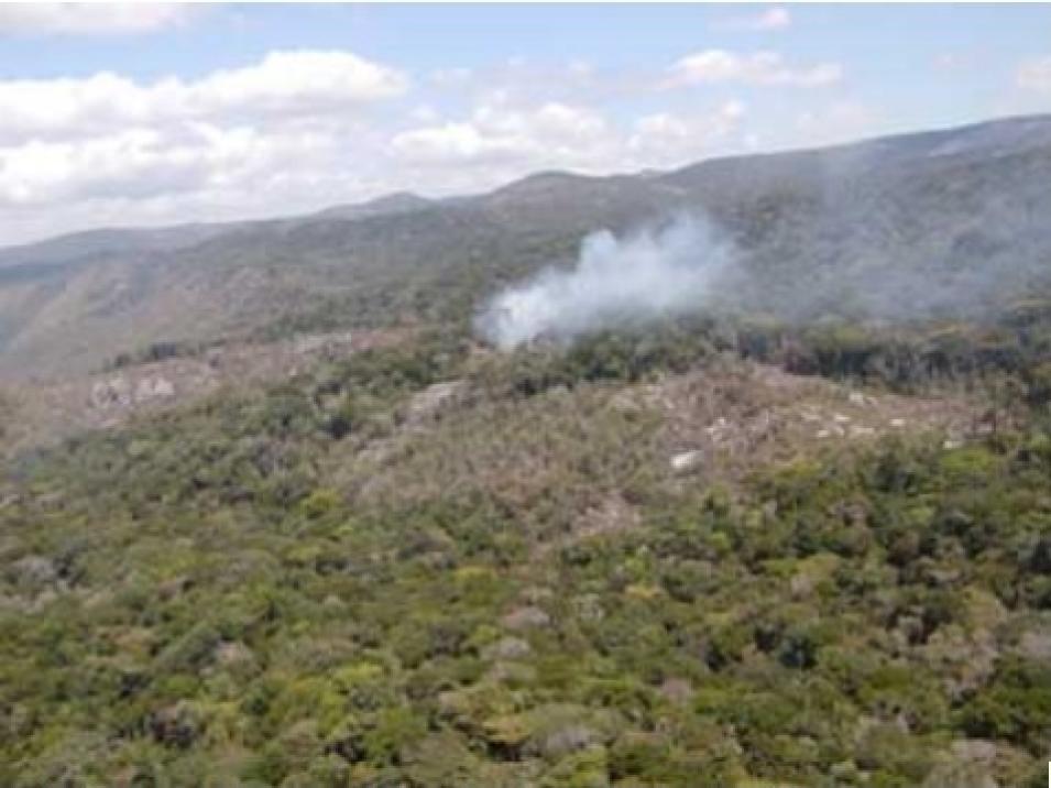 Mozambique forest