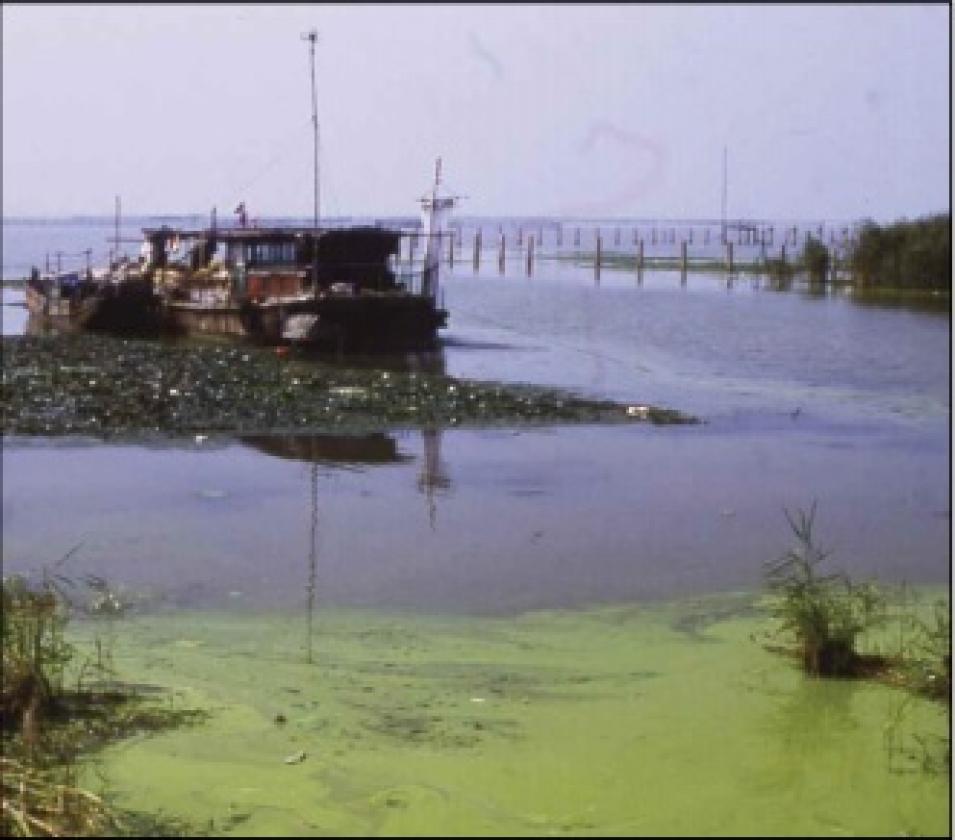 blue green algal bloom Lake Taihu