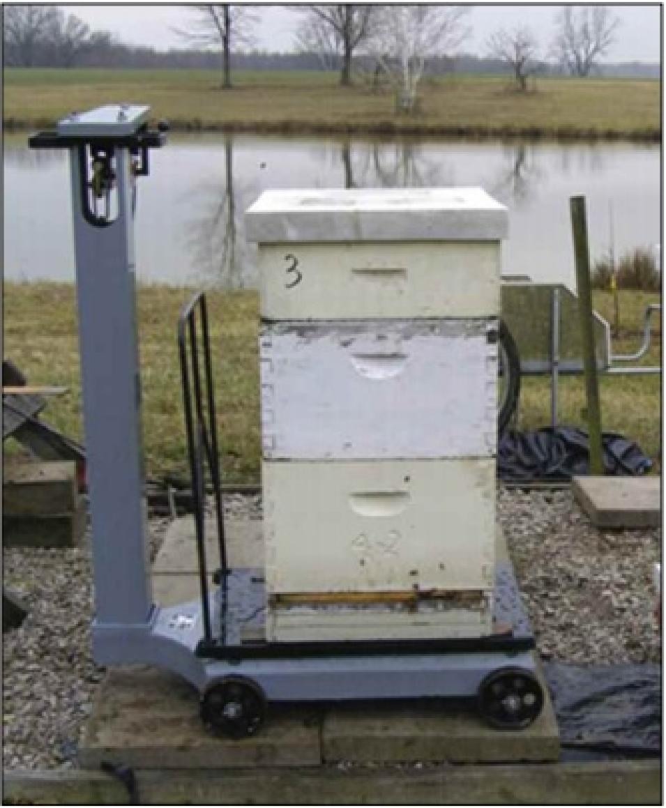 honeybee hive