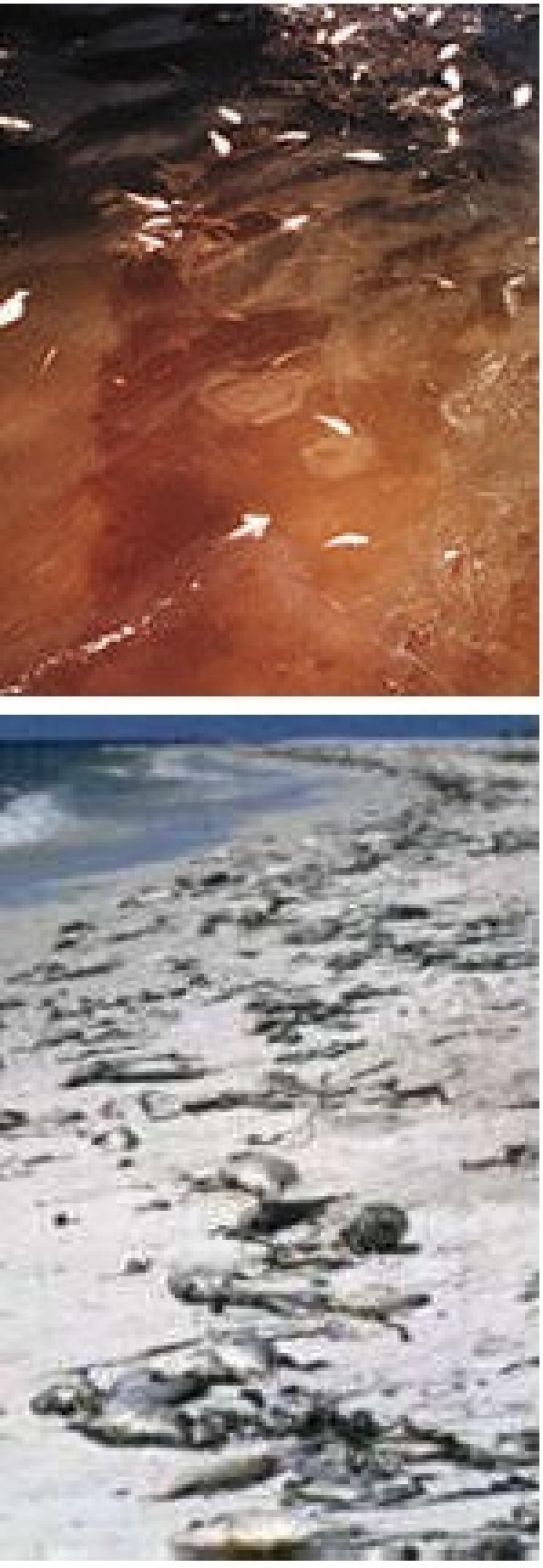 algae red tide