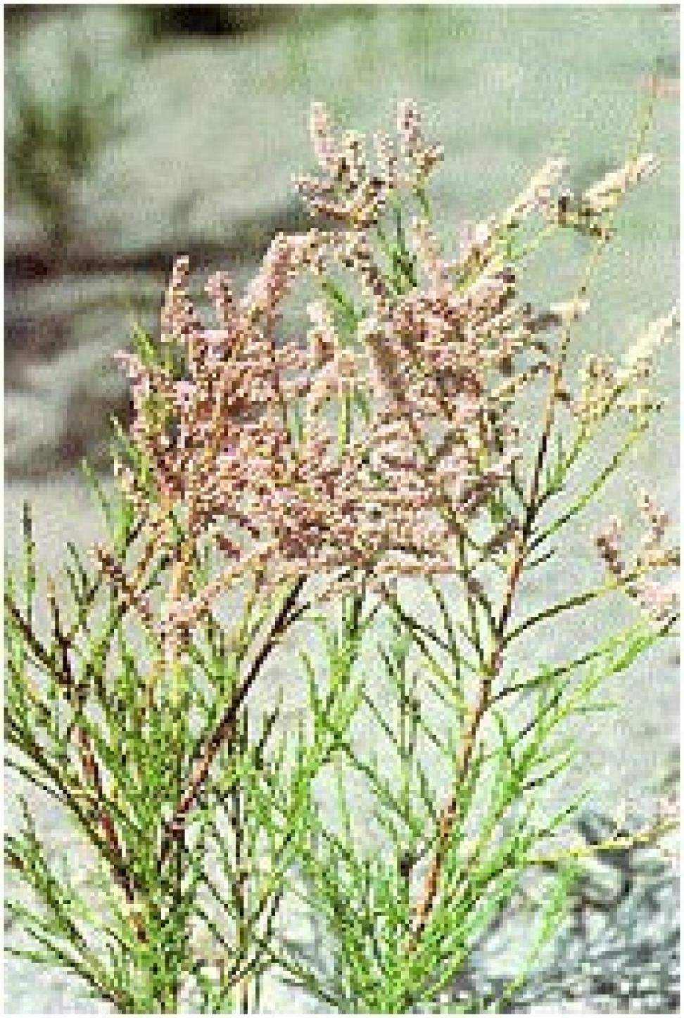 Chinese Tamarisk