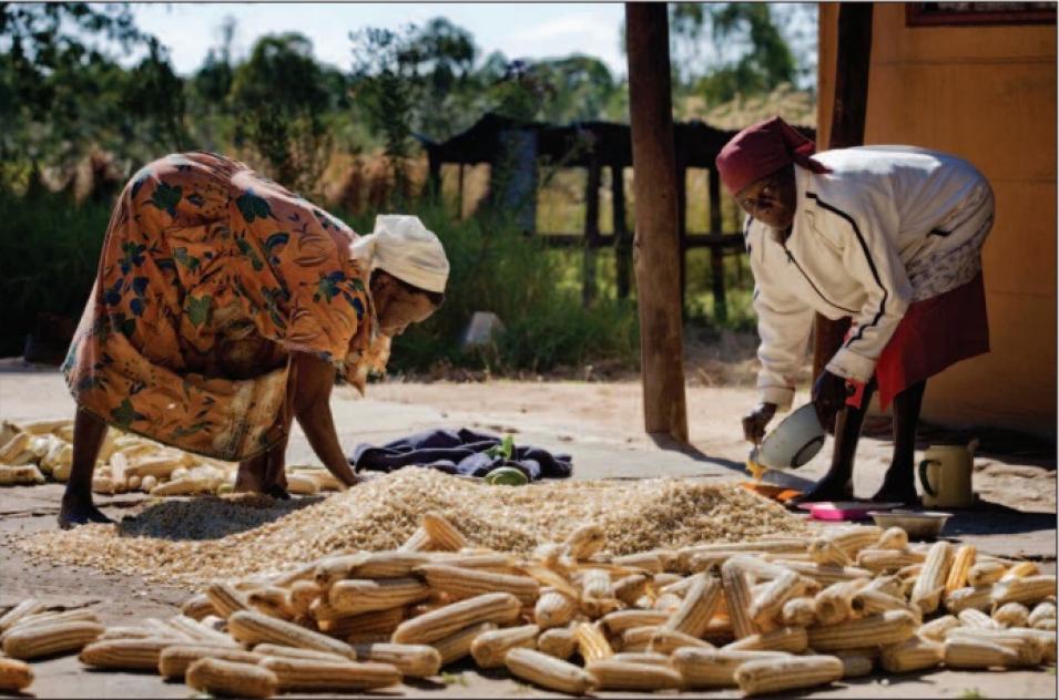 Zimbabwe farmers