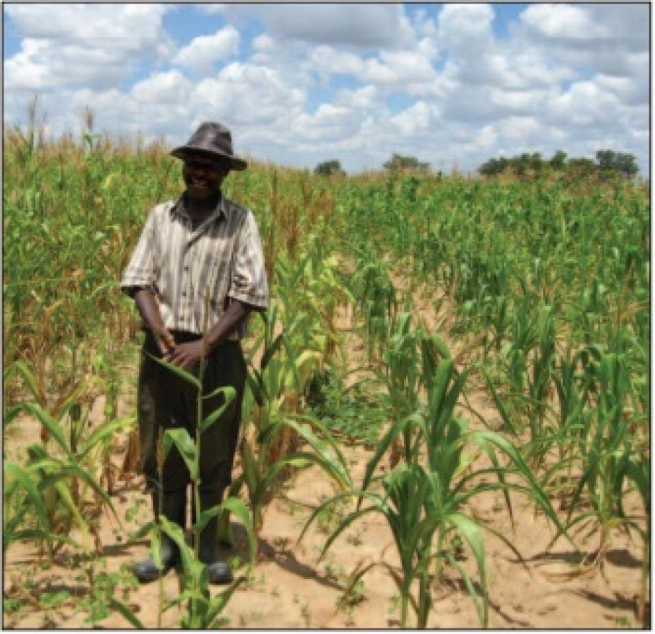 Zimbabwe maize