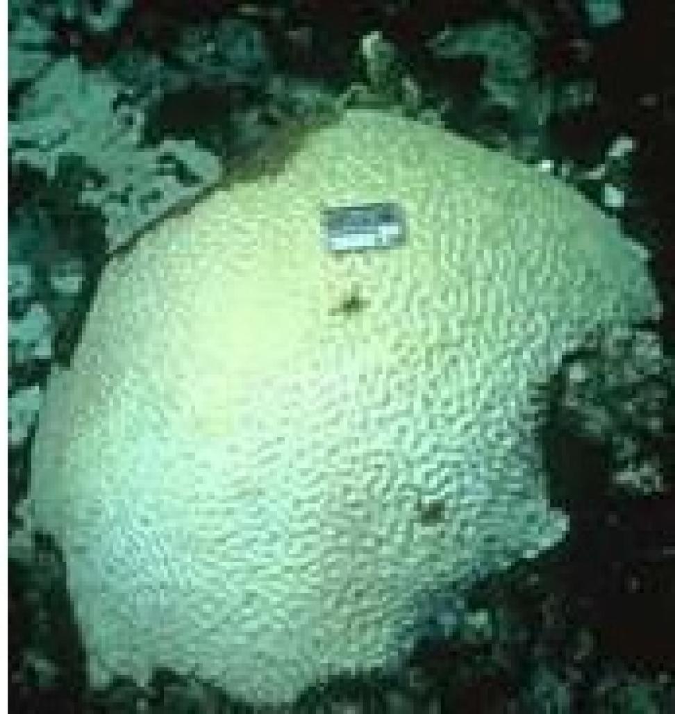 brain coral bleaching