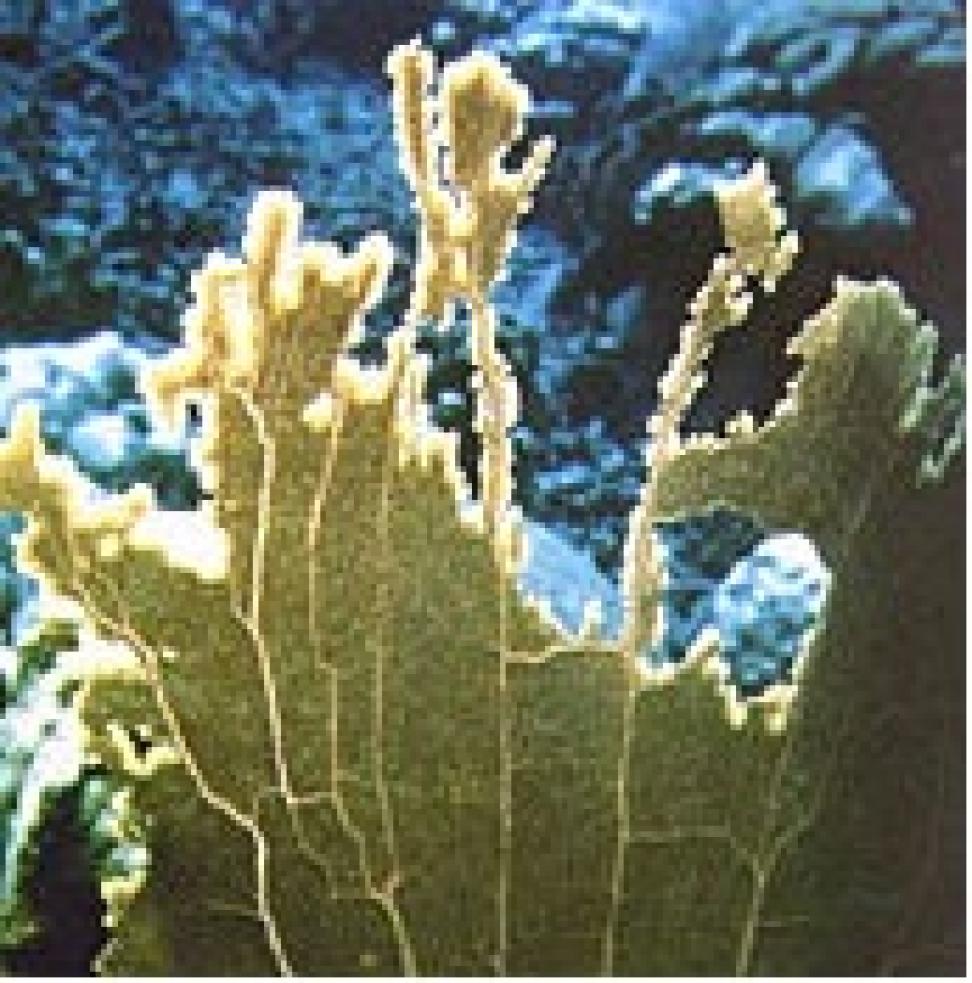 African dust fungus spores