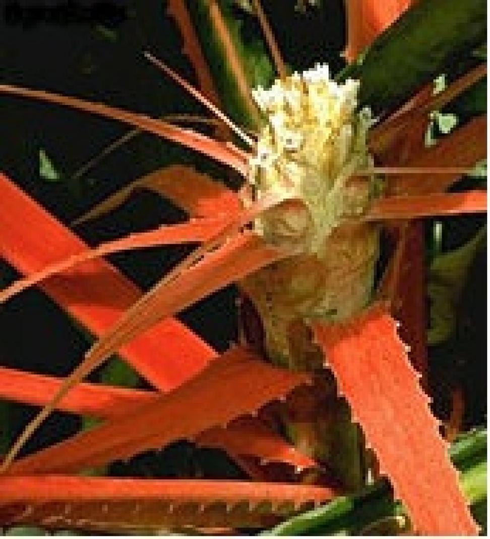 bromeliad plant family