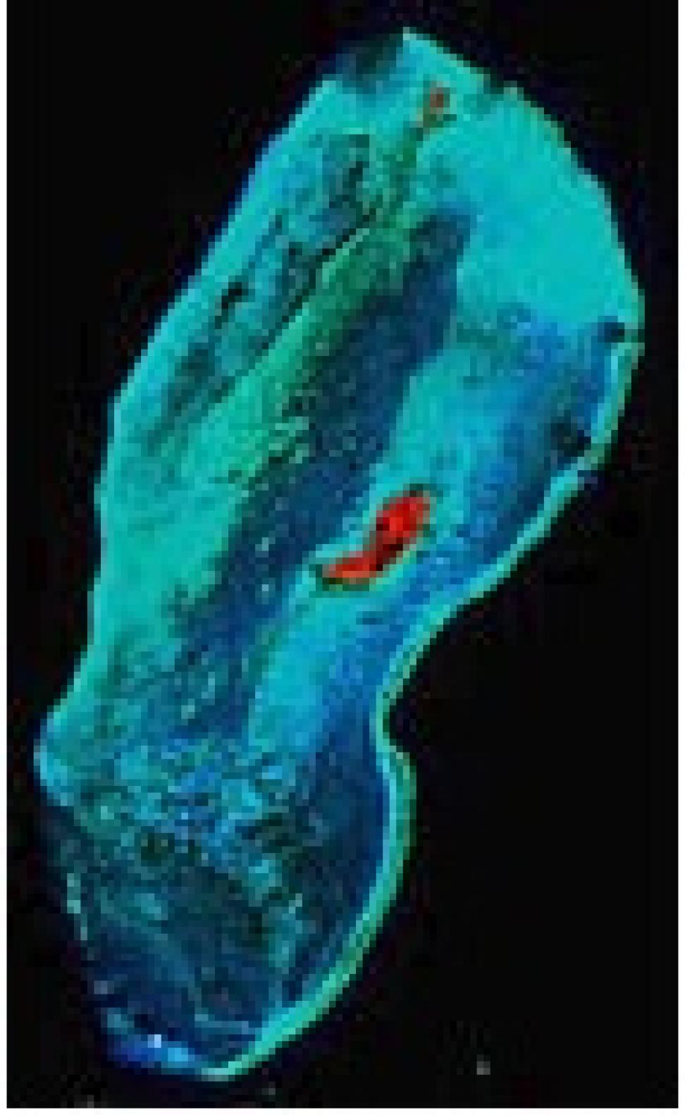 Landsat shallow coral reef