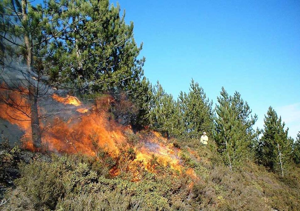 Photograph of a prescribed burn