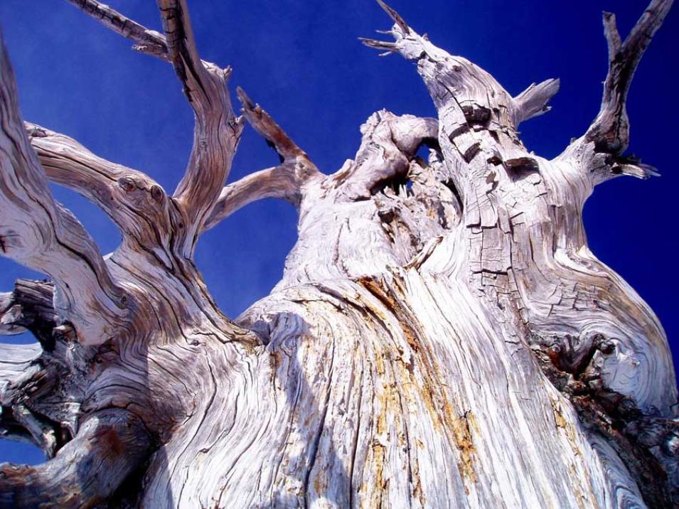 Burned But Not Forgotten | NASA Earthdata