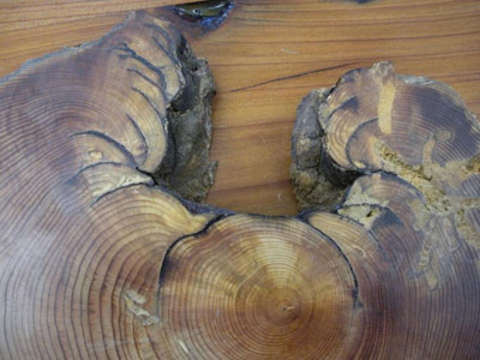 Photograph of a tree cookie showing fire rings