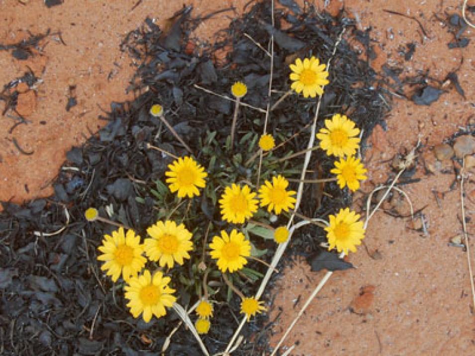 Photograph of vegetation that remained unburned during a prescribed fire