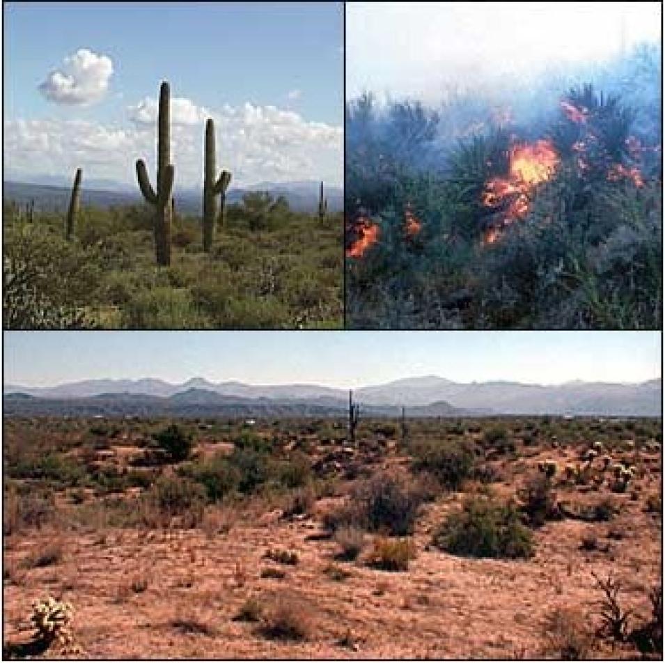 Sonoran Desert