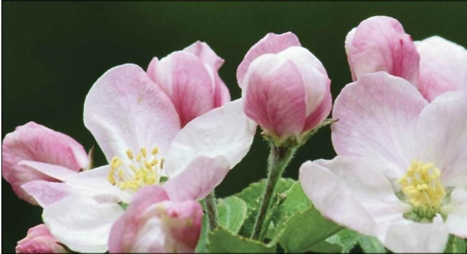 apple blossoms