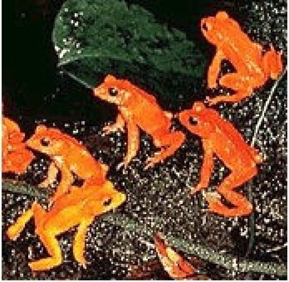 golden toads Costa Rica