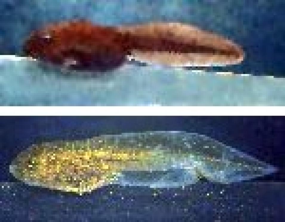 tadpoles boreal toad