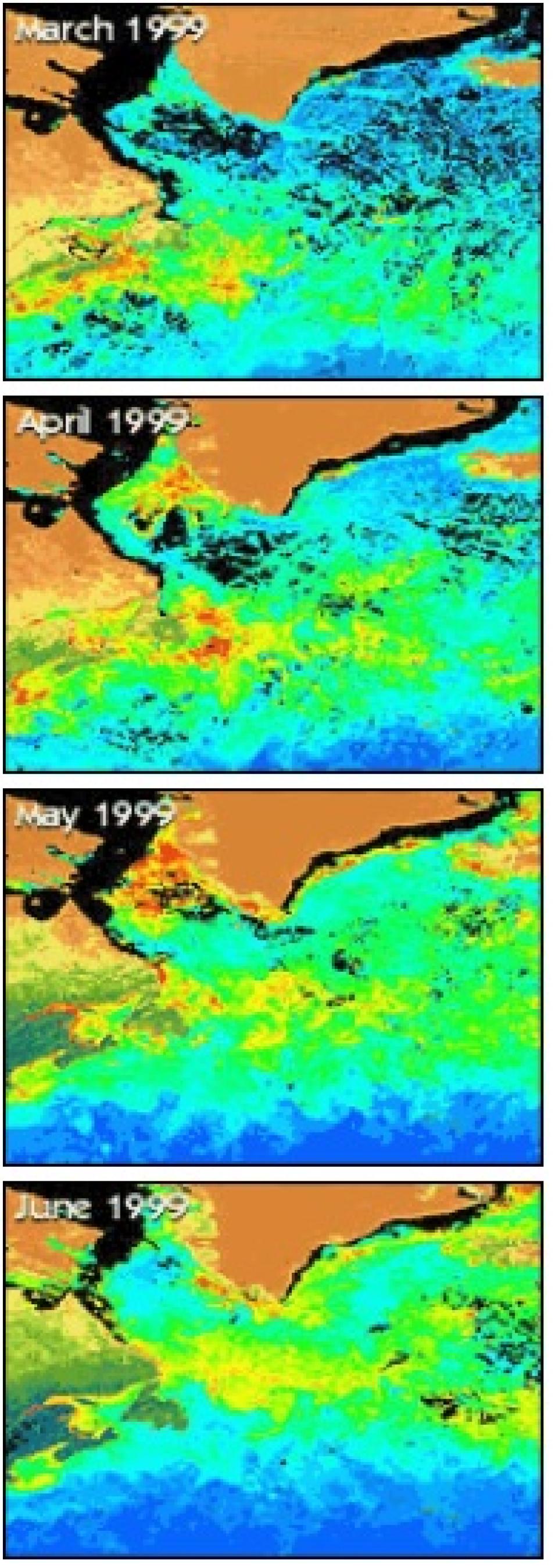 SeaWiFS North Atlantic bloom