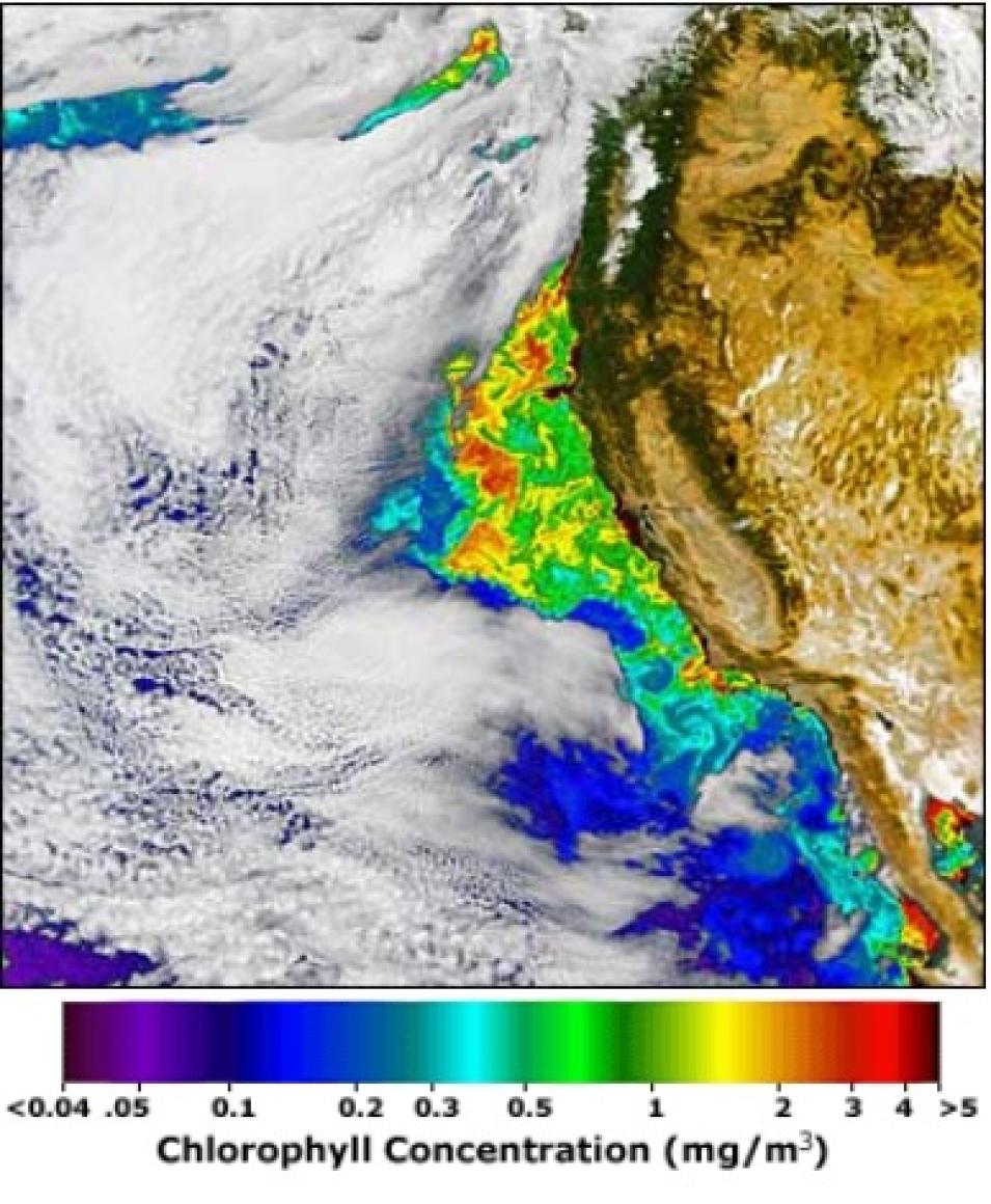 false color SeaWiFS phytoplankton