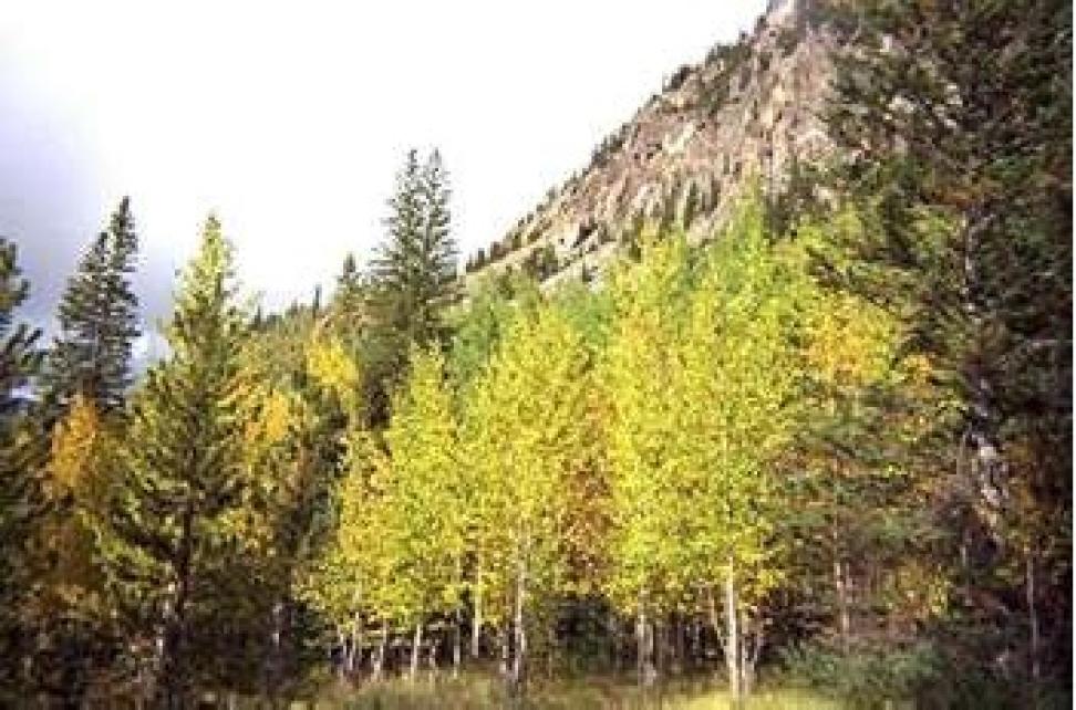 aspen trees rocky mountain