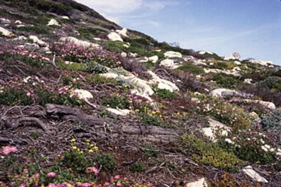 uniform flora plant species
