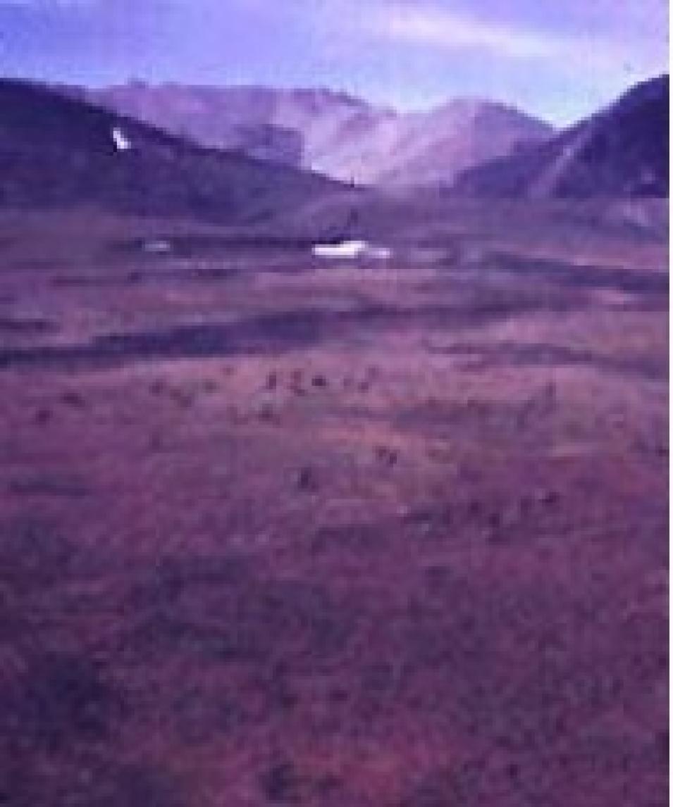 arctic tundra Alaska north slope
