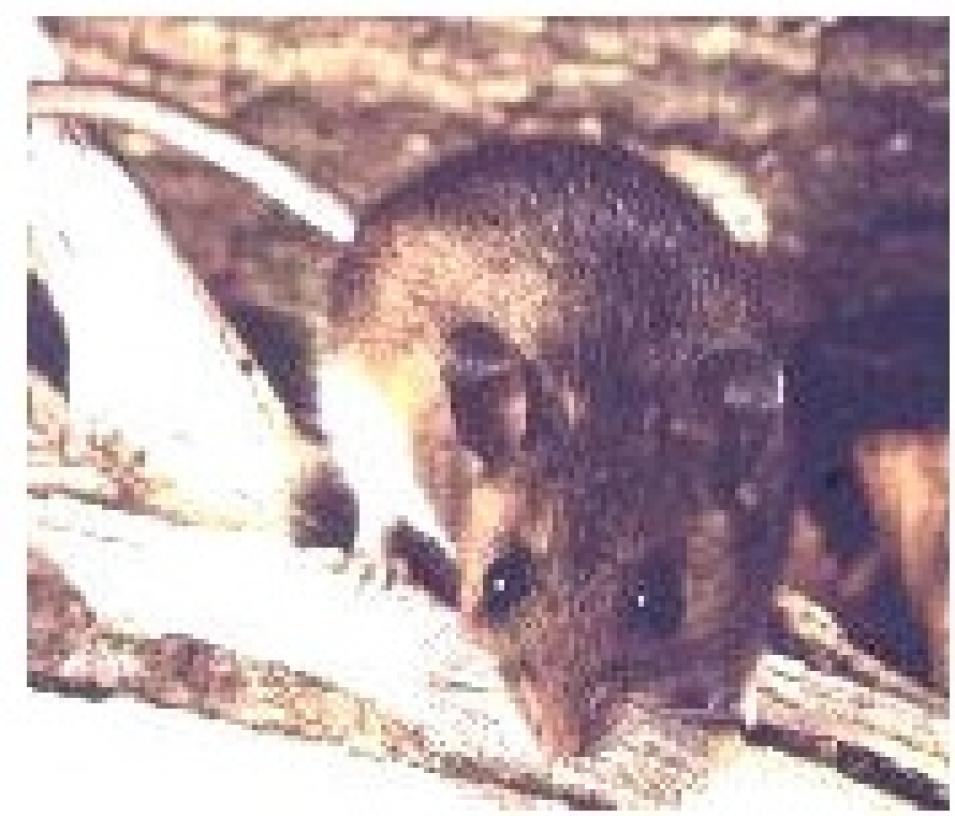 deer mouse hantavirus