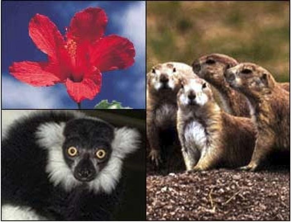 affected species human activity