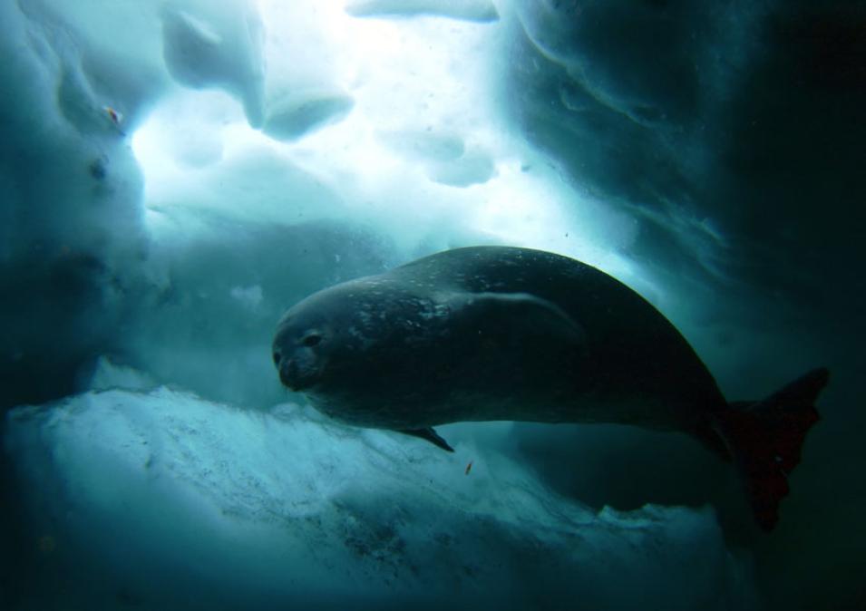 Photograph of a seal under the sea ice