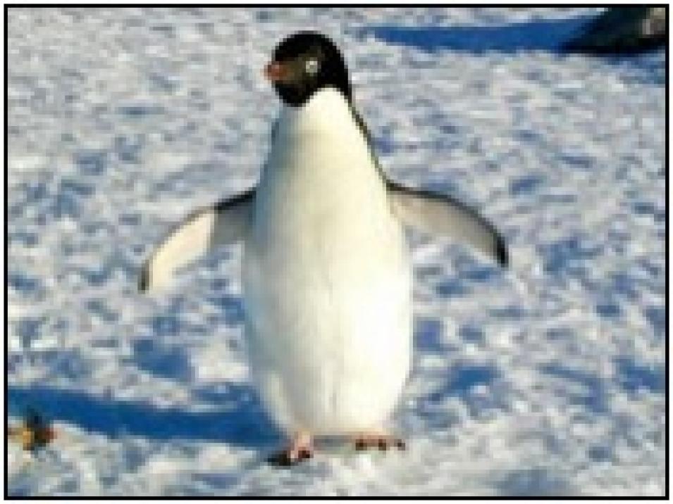 Adelie penguin